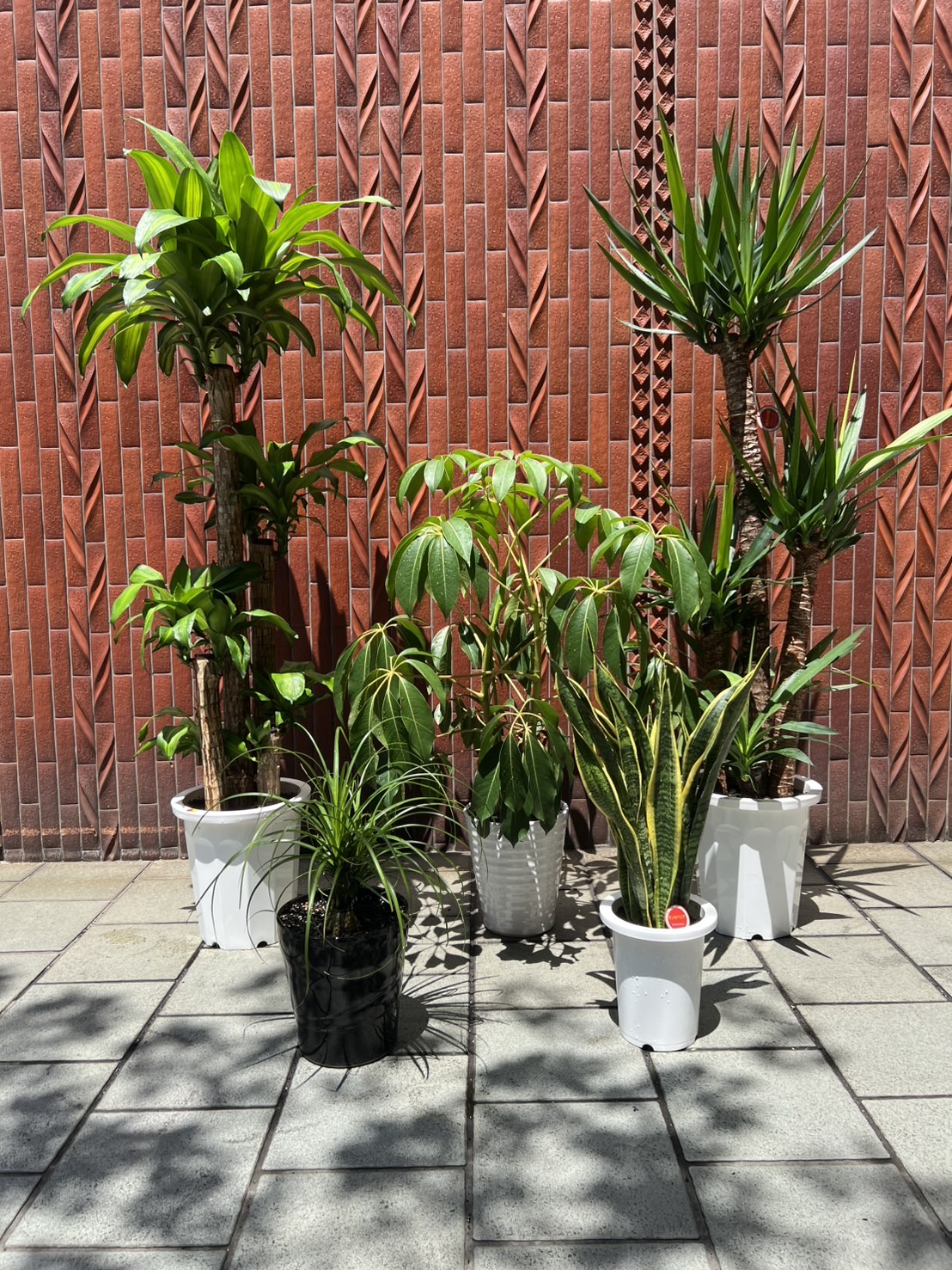NEOTOPの観葉植物